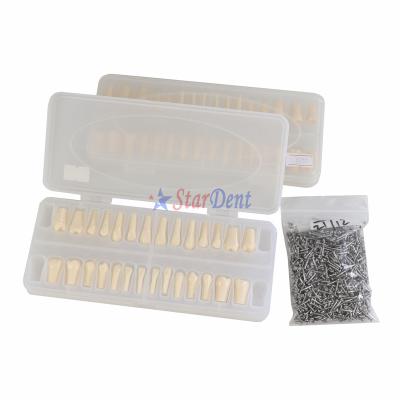 China Dental School Forming Training Model Replacement Screwed For Dental Practice Teeth Model Different Teeth 28pcs for sale