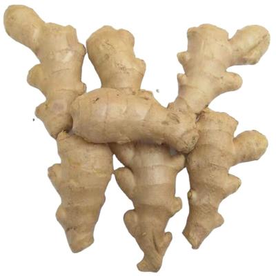 China Fresh Bulk Supply of High Quality Ripe Fresh Organic Ginger for sale