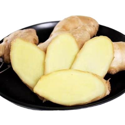 China Fresh Selling Premium Quality For Seasoning Chinese Ripe Fresh Aromatic Ginger for sale