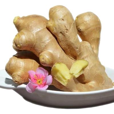 China Fresh Selling Organic and Natural Fresh Chinese Gingers Old Ginger for sale