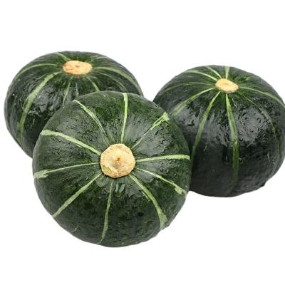 China The fresh taste of developed Chinese is soft and sweet little vegetable golden pumpkin for sale