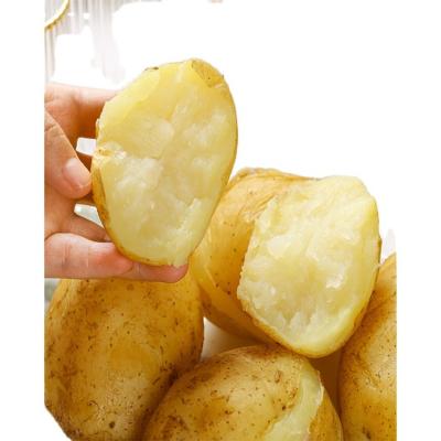 China Good Tastes And Fresh Sweet In Mouth China Export Fresh Mesin Potato for sale