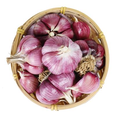 China High Nutritional Value Fresh Organic Vegetable Fresh Purple Garlic for sale