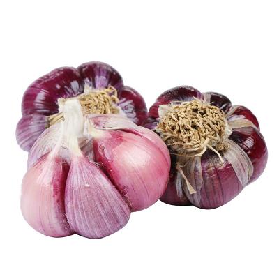 China Large Fresh Supply Packing Mascine Fresh Chinese Purple Garlic for sale