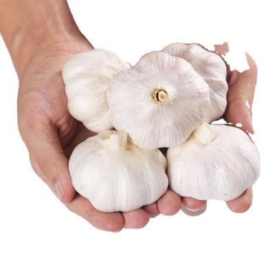 China Shandong High Quality Organic Fresh White Garlic Bulk Sale for sale