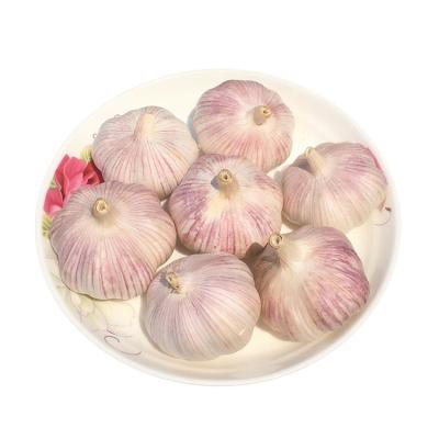 China High quality organic normal china fresh garlic fresh bulk sale garlic for sale