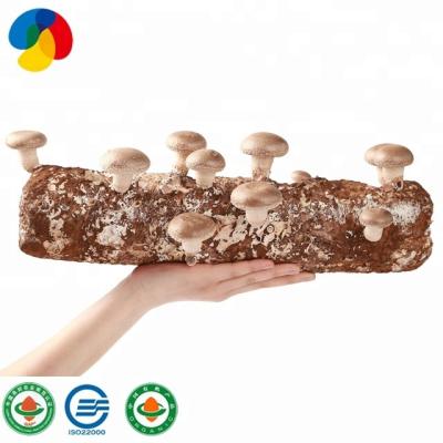 China Factory price FROZEN organic shiitake mushroom spawn bag for sale for sale