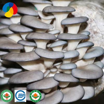 China FROZEN 2020 fresh/natural oyster mushroom logs for sale for sale