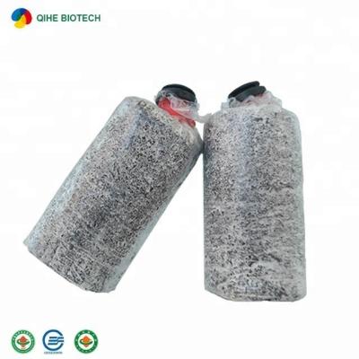 China FROZEN Organic Oyster Pleurotus Ostreatus Spawn Logs For Sale for sale