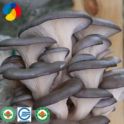 China Top Grade FROZEN Gray Oyster Mushroom Spores Spawn Grow Bags for sale