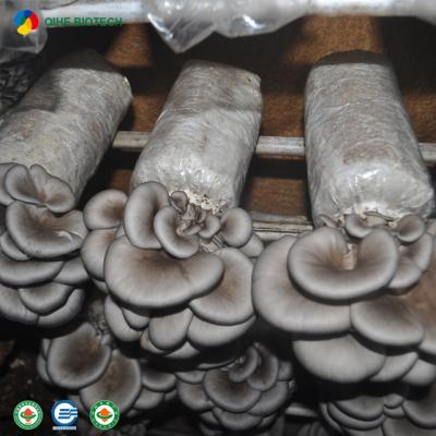 China Best Seller FROZEN Oyster Mushroom Spawn With CE Certificate for sale