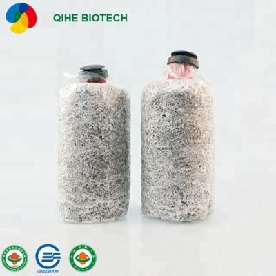 China FROZEN good quality Pleurotus eryngii /king oyster mushroomgrowing bag for export for sale