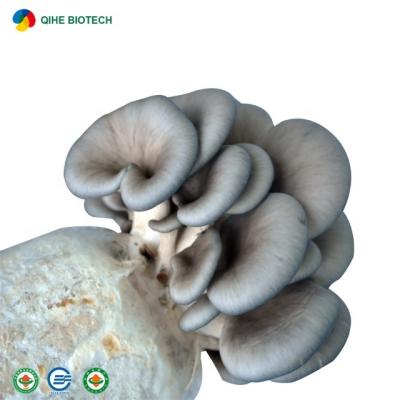 China Oyster Mushroom Spawning Pleurotus Ostreatus Frozen Tension for sale