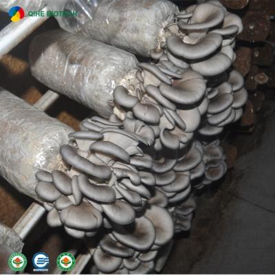 China ISO22000 FROZEN Certificated Direct Seller Mushroom Farm Oyster Mushroom Spawning Bottle for sale