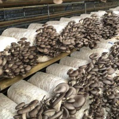 China QIHE FROZEN Oyster Mushroom Spawning Price for sale