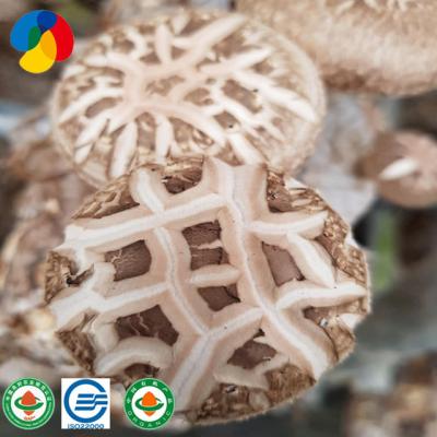 China Qihe FROZEN shiitake mushroom spores spread mycelium for mushroom spawn for sale