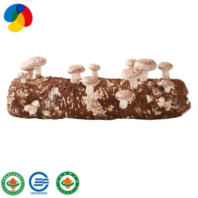 China Qihe FROZEN shiitake mushroom log seed compost for sale for sale