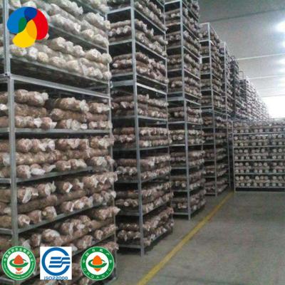 China Substrate FROZEN Ripe Mushroom Shiitake Exotic Spawn for sale