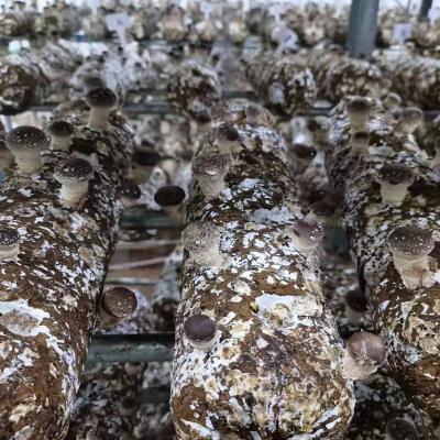 China FROZEN Shiitake Mushroom Substrate Prepare for Cultivating Shiitake Mushroom Blocks Generate Sales for sale