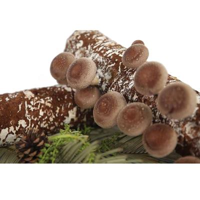 China 808# Water Film Large Shiitake Mushroom Substrate 10cm*40cm for sale