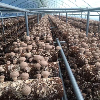 China FROZEN shiitake mushroom spawn oak logs for sale ready to grow bags for sale