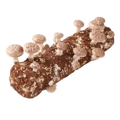 China 2021 Harvest FROZEN Nice Magical Growing Shiitake Mushroom Log Seed For Wholesale for sale