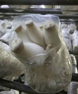 China FROZEN Hot Selling Shiitake Logs and Substrate for sale