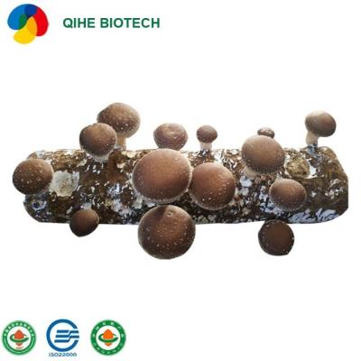 China FROZEN Shiitake Mushroom Seeds Logs Growing Room For Fresh Mushroom Supplier Export Factory Price for sale