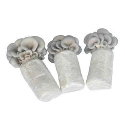 China FROZEN Premium Refrigerated Oyster Mushroom Spawn / Note NO / USA Oganic Certified for sale