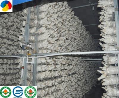 China Fresh King Oyster Mushroom Spawns Export Price for sale