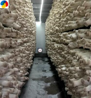 China Fresh culture king oyster mushroom seed spawn/breed bags with mycellium export price for sale