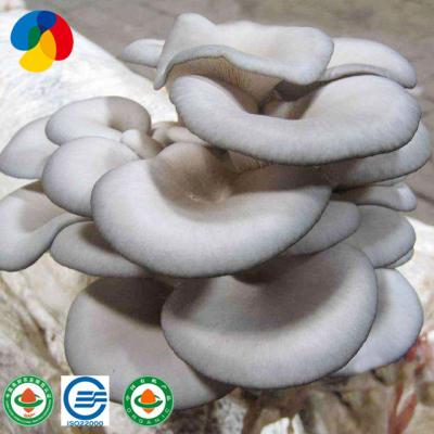 China Farm fresh organic fruitwood oyster mushroom spawn logs seeds gray oyster mushroom sticks price for sale