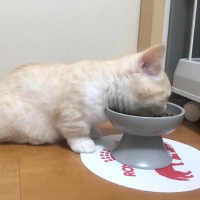 China Japanese Vertebra Cat Tableware Cat Food Basin Ceramic Cat Bowl Protect Cervical Foot Pet Viable Ceramic Bowl High for sale