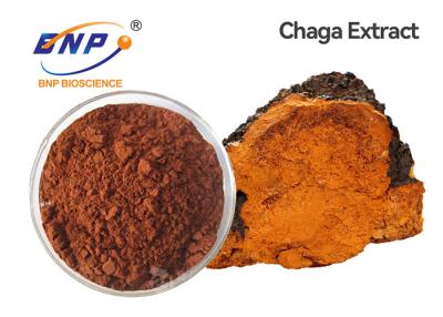 China Siberian Chaga Mushroom Extract Powder Polysaccharides 20% for sale