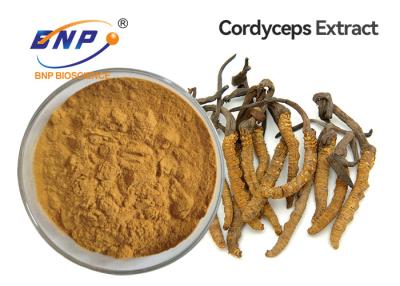 China Adenosine 0.3% Polysaccharides 10% Mushroom Extract Powder Cordyceps Sinensis Mycelium for sale