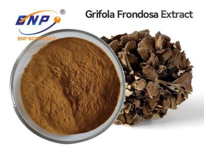 China GMO Free Maitake Mushroom Extract Supplement Brown Yellow Powder for sale