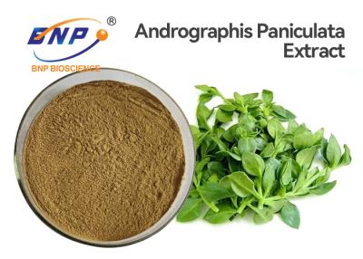 China O extrato antiviroso de Andrographis Paniculata pulveriza a HPLC de 50% Andrographolide à venda