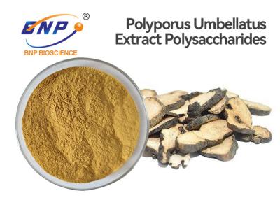 China GMO Free Mushroom Extract Powder Polysaccharides 50% Polyporus Umbellatus Extract for sale