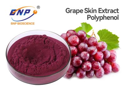 China 20% Polyphenol Red Grape Skin Extract Vitis Vinifera Sambucus Nigra L. for sale