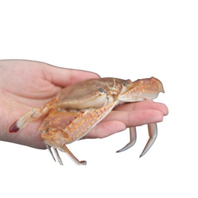 China Sale JELLY various 5 Ton Ggladiator Swimming Crab from factory SXZ-18 for sale