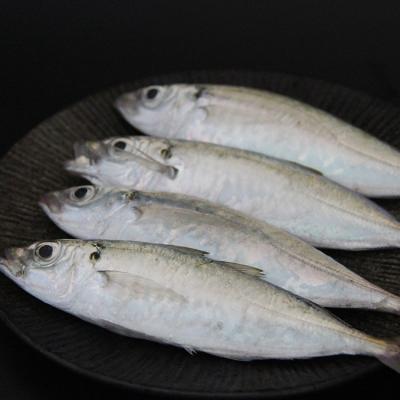 China Low-CARB Factory Supply Bargain Price Trevally Frozen Fish Basa for sale