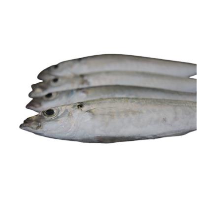 China Low-CARB SXZ-7 Suitable Prices Good Quality China Wholesale Frozen Fish for sale