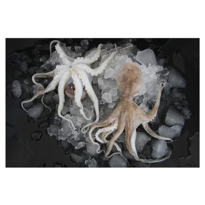 China Wholesale special hot sale small frozen octopus 45*37*16 for sale