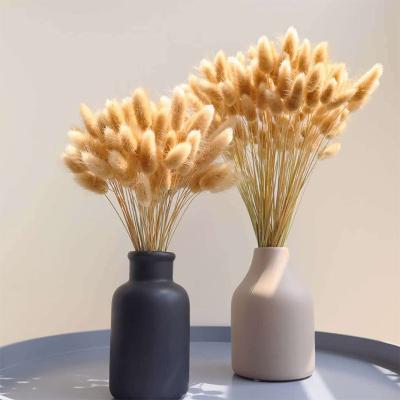 China Natural Wholesale Natural Lagurus Ovatus Touch Pampas Grass Small Dry Flowers For Home Decor Wedding Decoration for sale