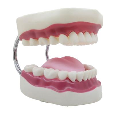 China Waterproof Dental Clinic 1:6 Simulation Model Teeth Model Teeth Teaching Model Dental Study for sale