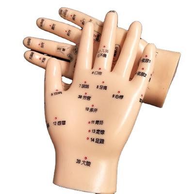 China Anatomical Teaching Equipment Medicine Teaching Model 13CM Hand Acupuncture Model for sale