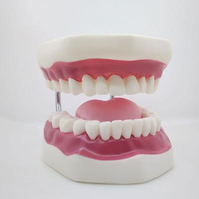 China OEM Waterproof Adult Tooth Model for 32 Teeth Medical Anatomy Model, Education Mouth Model for sale