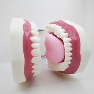 China Adult 32 Waterproof Teeth OEM Models Dental Care Medical Model, Teeth Brushing Model With Tongue for sale