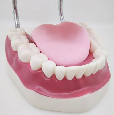 China OEM PVC Waterproof Plastic Adult 32 Medical Teeth Models for Teaching, Teeth Brushing Model with Tongue for sale