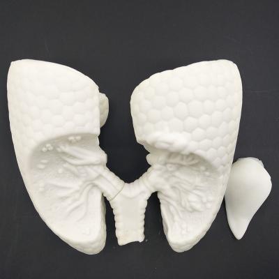 China Factory offer anatomical custom heart and lungs model Medical models for examination model in school or hospital for sale